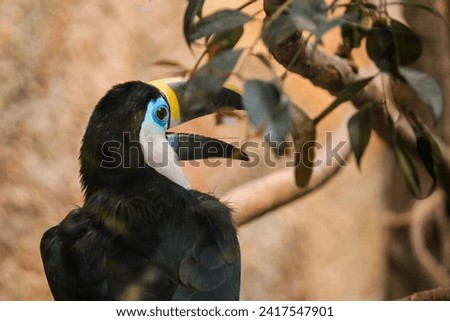 Tropical parrot with a large beak and colourful colours