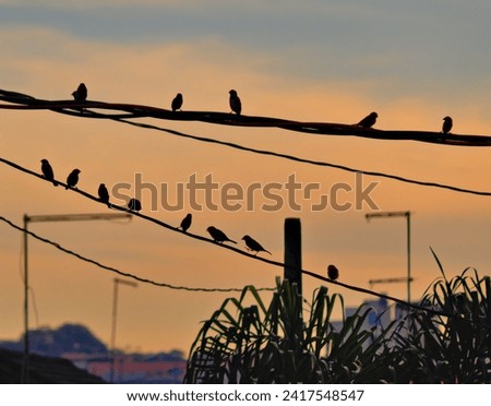 flock of sparrows perched on power lines during twilight, in the background shaded orange clouds under a blue sky. Royalty-Free Stock Photo #2417548547