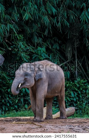 A tame elephant baby stands on the ground
