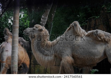 portrait of a Bactrian camel standing very proud and brave