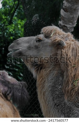 portrait of a Bactrian camel standing very proud and brave
