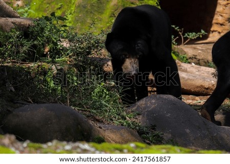 portrait of a sun bear walking alone in the forest