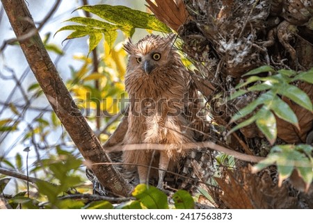 Juvenile chick Of Buffy Fish Owl ,Malay fish owl(Ketupa ketupu) rest on branch in nature.