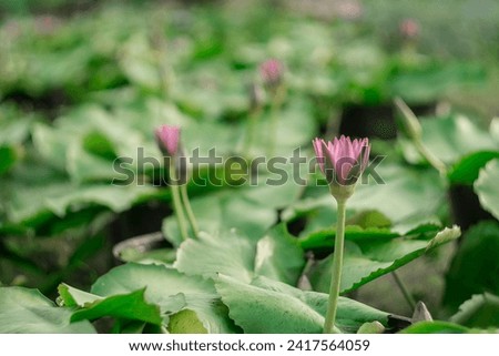 The lotus blooms in the morning in the swamp. Beautiful water plants floating in the water like Lotus in soft natural light. Lotus flowers in the evening.Close-up of water lily blooming outdoors