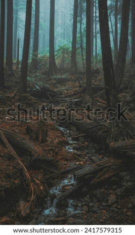Photo in the middle of a tropical forest with lots of trees, woods and dew in the morning.