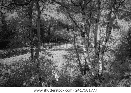 Monochromatic image of Glacier National Park in Infra Red with a fully converted camera showing a unique perspective of this incredible Park in Montana.