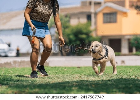 Adorable puppy labrador dog playing with a stick and a woman in an urban park