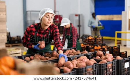 Woman distributes potatoes into boxes in a warehouse of a vegetable factory