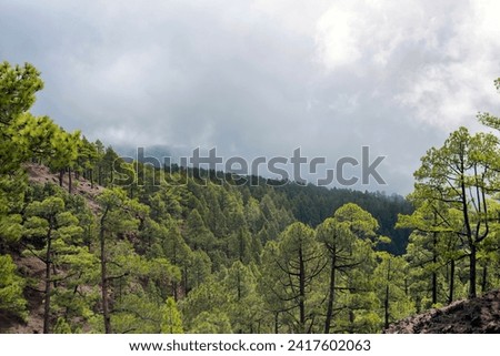 the endemic Canary Island pine in the volcanic area of the Caldera de Taburiente on the island of La Palma (Canary Islands, Spain)