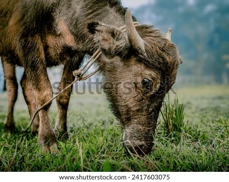 Cow Picture, Stock Photo, Baby Cow