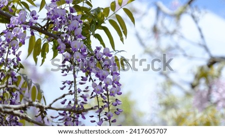 Purple wisteria flowers in full bloom in spring, shining against the blue sky