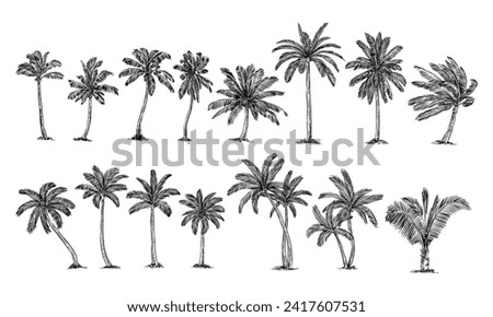 coconut tree handdrawn engraving doodle collection