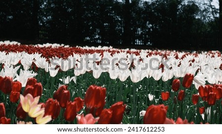 Vibrant Tulip Field and Blue Sky in Spring Landscape