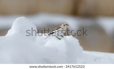 The snow bunting (Plectrophenax nivalis), Ural, March 2023 Royalty-Free Stock Photo #2417612523
