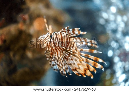 Lionfish gracefully navigating rocky depths, its pectoral fins extended in a mesmerizing display Royalty-Free Stock Photo #2417619963