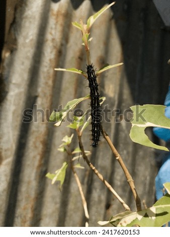 Joker Caterpillar atau ulat bulu Joker yang sedang berasa di batang tanaman