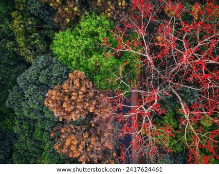 It is a picture of the forest.A beautiful nature photography. Forest photography. Best forest photography.tree picture.