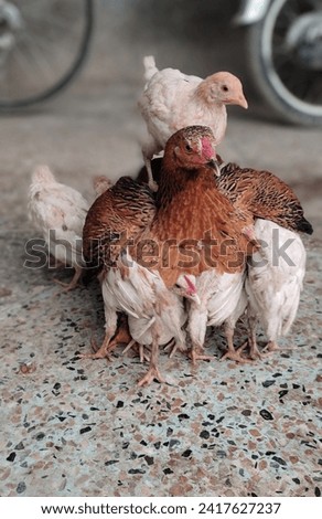 A mother hen, her feathers a blend of earthy tones, stands proudly amidst a brood of lively chicks. The fluffy youngsters, full of energy, scurry around the attentive hen. The maternal figure watches  Royalty-Free Stock Photo #2417627237