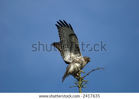 red tail hawk on blue sky background
