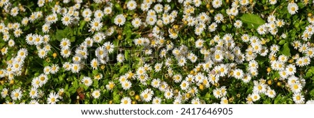 Flower meadow panorama (wide angle) with dozens of blooming lawn daisies on a spring day in Iserlohn Sauerland Germany. Common daisy (Bellis perennis) flowers with white petals and yellow stamens. 