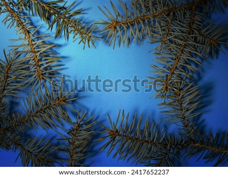 Blue Spruce Branches Closeup with Copy Space. Christmas Wallpaper Concept. Festive Christmas Frame. Fir branches on a blue background.