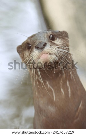 Otter that just finished playing in the water