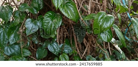 Photo of betel leaf plants which have health benefits in the home yard Royalty-Free Stock Photo #2417659885