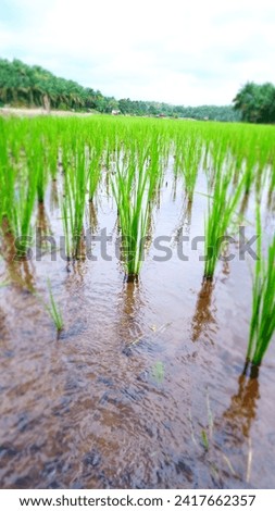 The most beautiful photo of rice in the rice fields