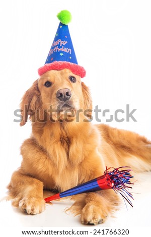 A golden retriever dog celebrating a birthday