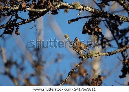 Photos d'un très beau chardonneret assis sur une branche et s'endormant de temps en temps