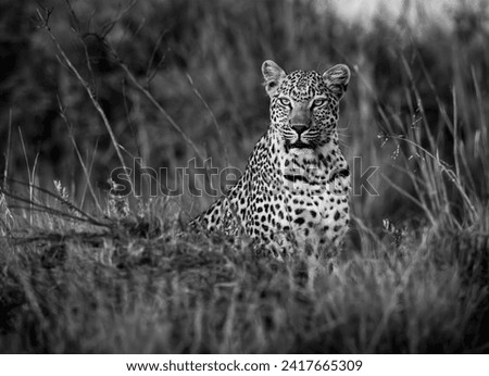 A leopard is seen in Okavango Delta on January 2023