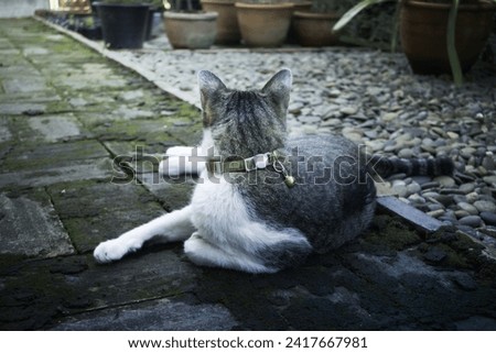 Cat chilling in a garden, stock photo