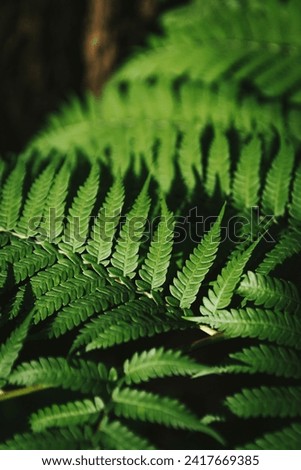 Beautiful fern leaves. Background of green fern leaves close up. Blurred background of natural leaves. Nature concept
