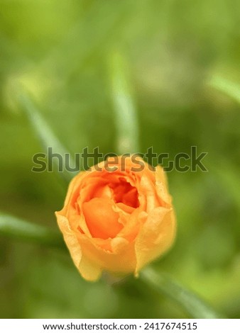 The orange rose purslane flower or Portulaca grandiflora looks contrasting against the blurred green background