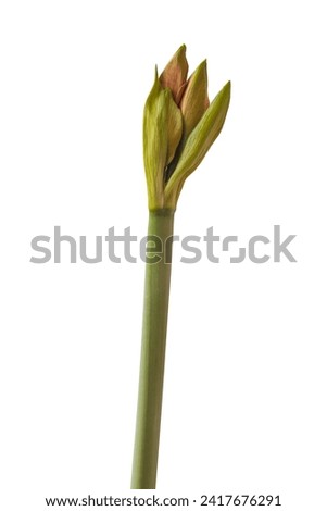 Peduncle with buds  Amaryllis ( Hippeastrum)   "Rilona"  on white background isolated Royalty-Free Stock Photo #2417676291