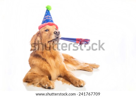 A golden retriever dog celebrating a birthday