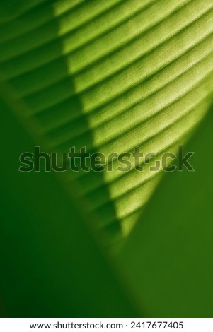 simply superb Banana leaf abstract photograph.Nature is beautiful.Wallpaper.
