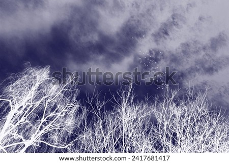 Birds scene, flying birds on sky with clouds and trees with bare branches, autumn motif, winter time, cold weather, white and dark blue color, inverted photo