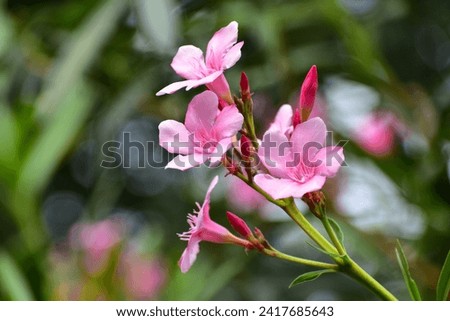 More flower blossoms on a single branch of the plant photographed against the out of background of green leaves and pink flowers.Love Nature.Arali flowers.Kasturi flowers. 