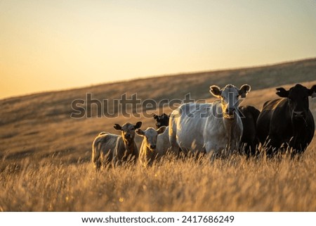 Stud Angus cows in a field free range beef cattle on a farm. Portrait of cow close up	 Royalty-Free Stock Photo #2417686249