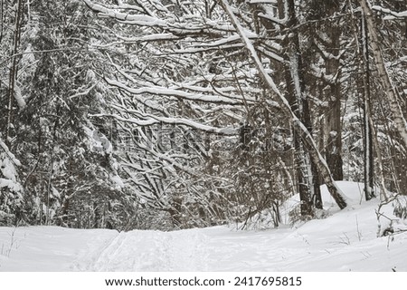 Snow in the forest. Trees in winter forest.