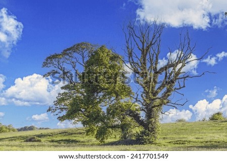 Picture of an old tree on a green meadow in front of a blue sky during daytime