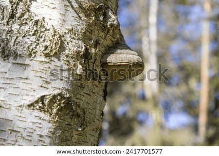 Picture of a tree fungus on a birch trunk during the day in autumn