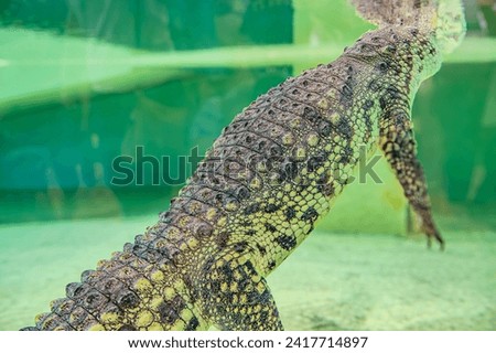 Crocodile in an aquarium in dark green water. In the clear blue water floats the crocodile. Inhabitants of the underwater world. Crocodile on the hunt. Royalty-Free Stock Photo #2417714897