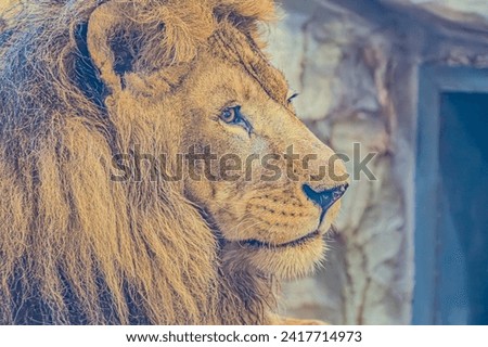 Lion portrait. Lion Face Portrait, Face of Lion Portrait Picture, Lion Looking Portrait Image