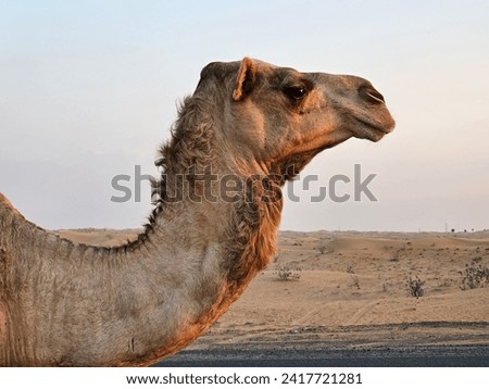 camel head,  desert area with sand and tree HD wallpaper images Dubai UAE