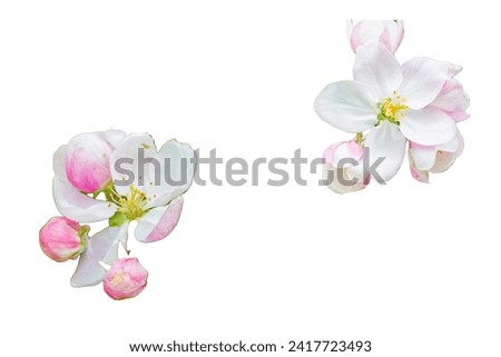 Apple blossoms isolated in studio