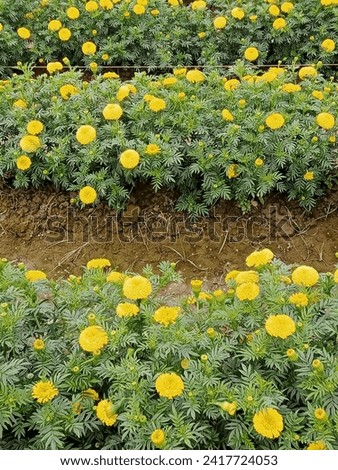 At present, marigolds are widely cultivated in Jhenaidah district