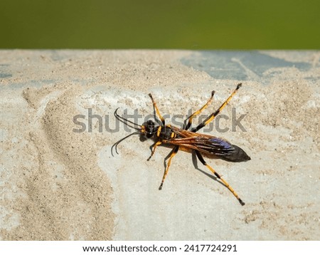 Closeup of a big mud dauber wasp (Sceliphron caementarium), sunny day in summer Royalty-Free Stock Photo #2417724291