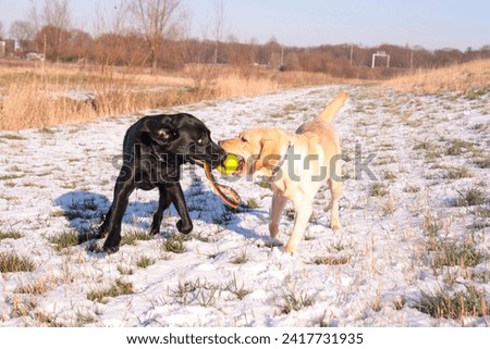 Blonde and black Labradors, mother and son, holding a dog toy together
